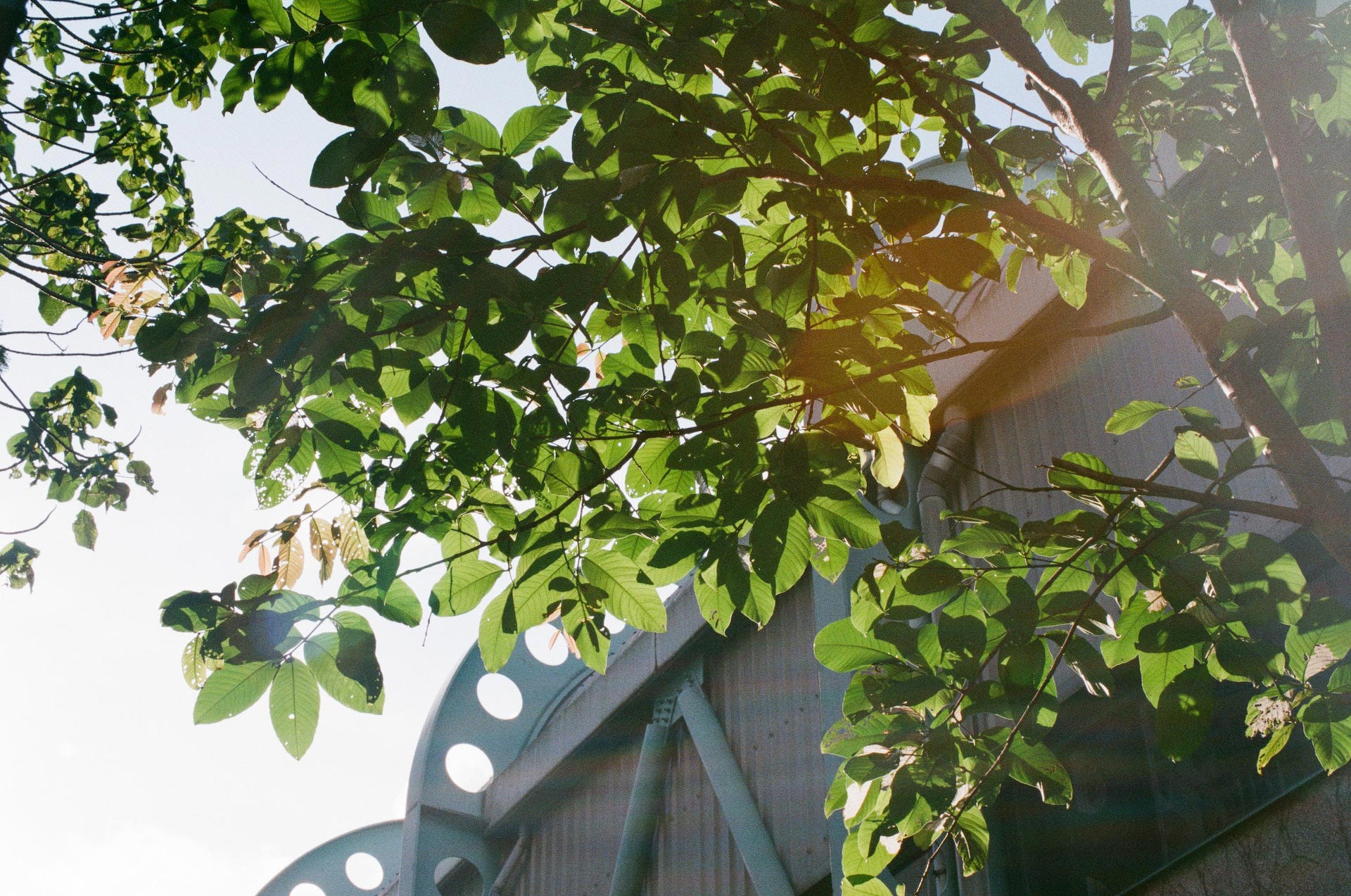 Trees for Cities